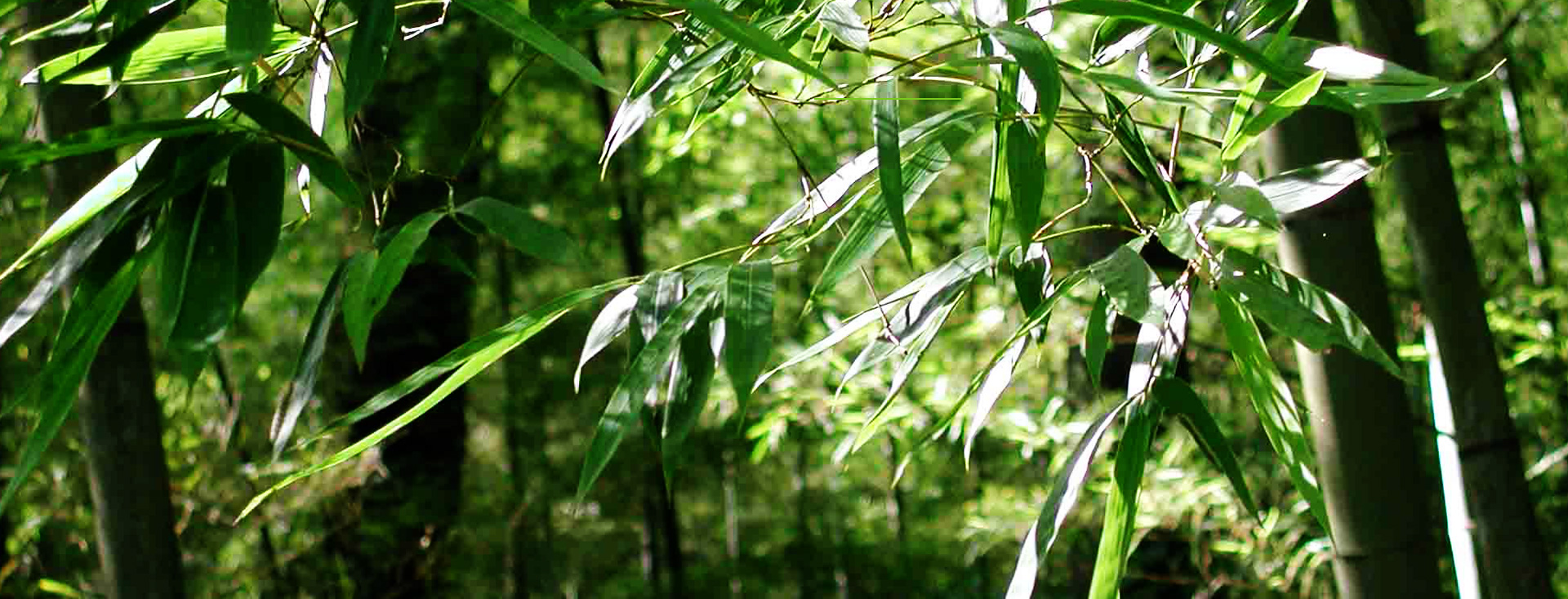 發(fā)現(xiàn)和恩竹刨切板，竹多層板，竹家具板，竹集成材及更多